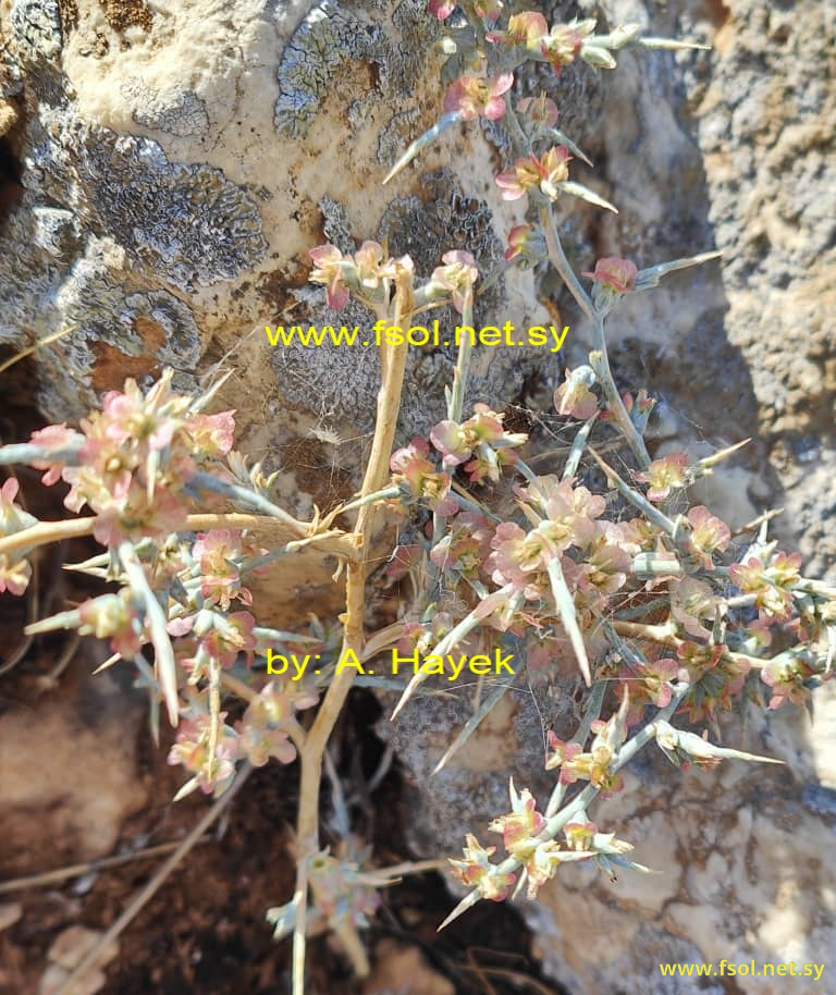 Noaea mucronata (Forsk) Asch.et Schw.